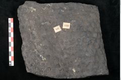 Foto (Detailansicht) von Stigmaria ficoides Brongniart (NHMW-GEO-2024-0188-11118)
